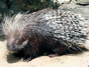 Why can't a porcupine smile