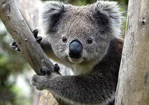Koalas - Furry friends